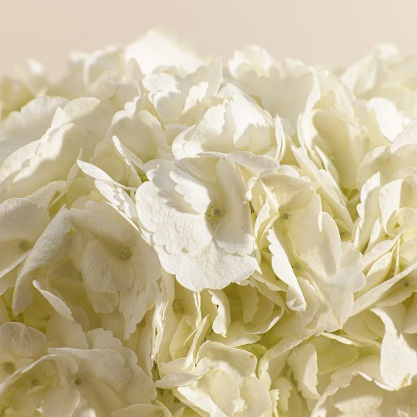 Magical White Hydrangea Vase - Image 4