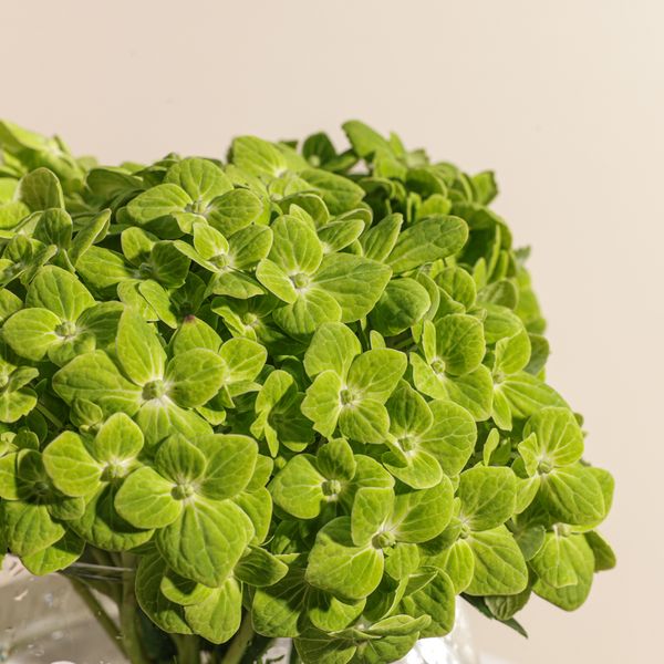 Green Garden Hydrangea Vase - Image 4