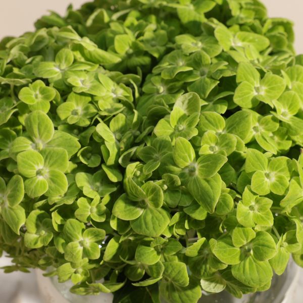 Green Garden Hydrangea Vase - Image 3